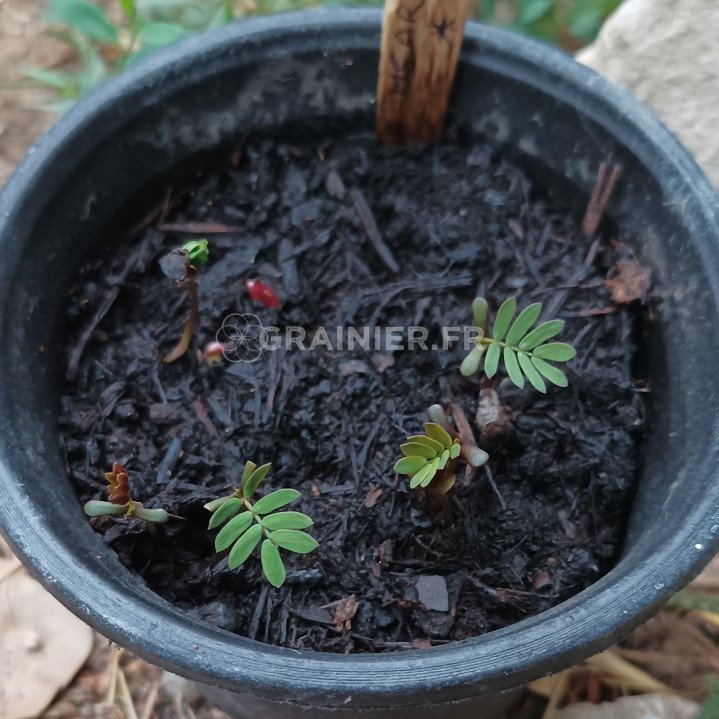 Acacia mearnsii, Acacia noir, Mimosa vert image